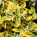 2x Euonymus Emerald n Gold Plants Evergreen Shrub Garden Spindle