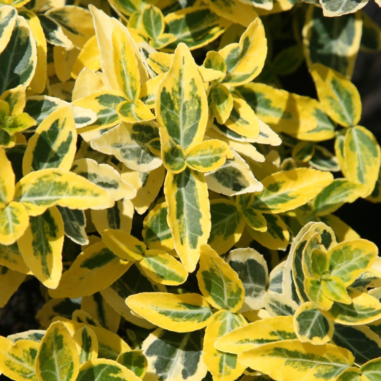 2x Euonymus Emerald n Gold Plants Evergreen Shrub Garden Spindle