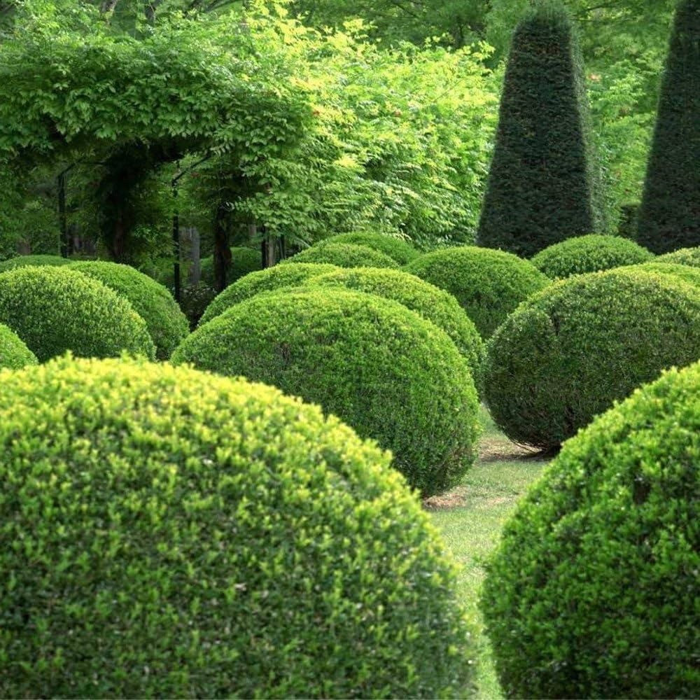 3 x Buxus Sempervirens Hedging Plants -  Evergreen Box Hedge in 9cm pots