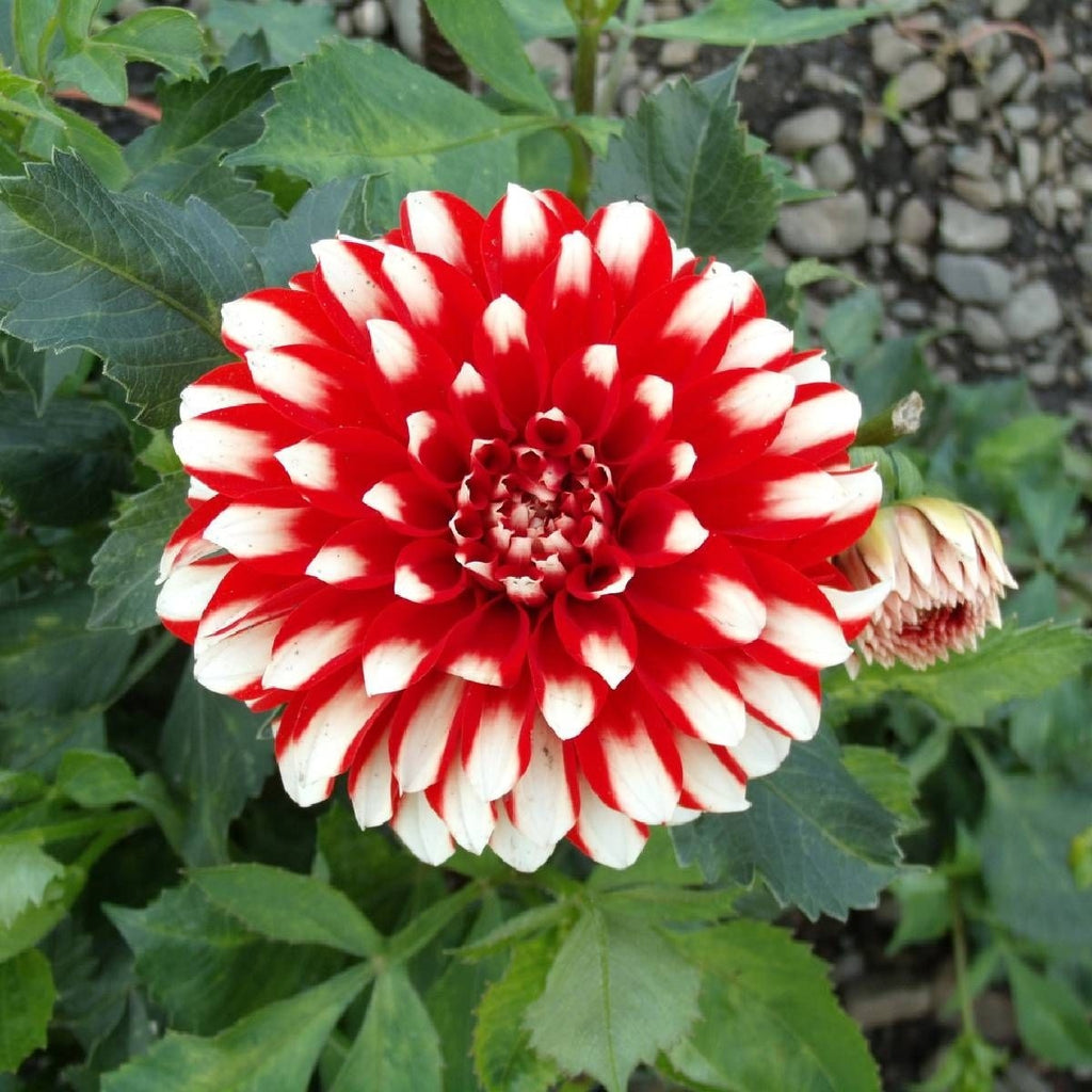 2x Dahlia Red Empire Plant 2L Pot Perennial Garden Cut Flower