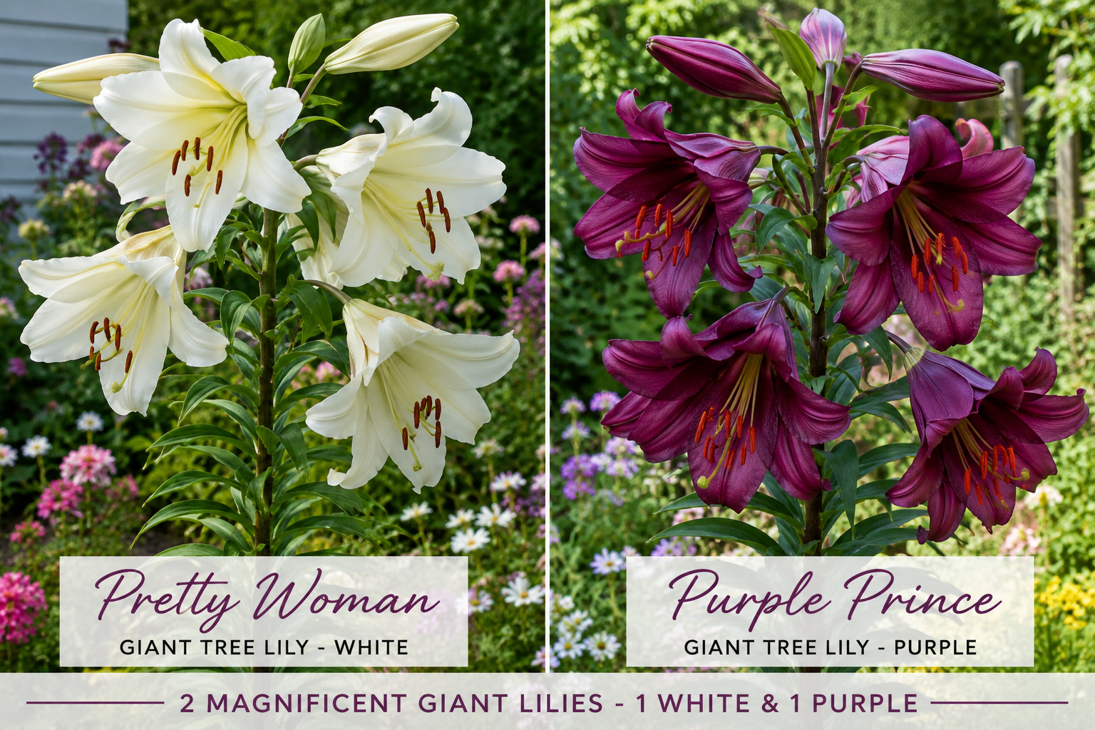 2x Giant Tree Lily Plants White & Purple 2L Pots Fragrant Lilies
