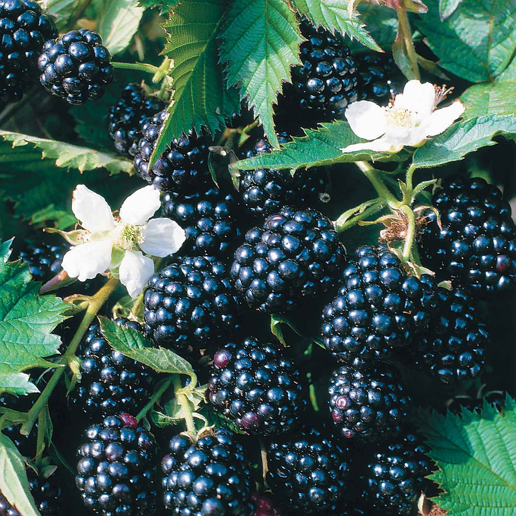 Blackberry 'Loch Ness' - Thornless, high-yielding and SWEET blackberry in 5ltr