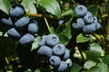 10 x Blueberry Vaccinium 'Duke' Plug Plants - Good Value Suitable For Pots
