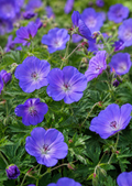 2x Geranium Rozanne 9cm Pots RHS AGM Plant of Centenary Hardy Perennial