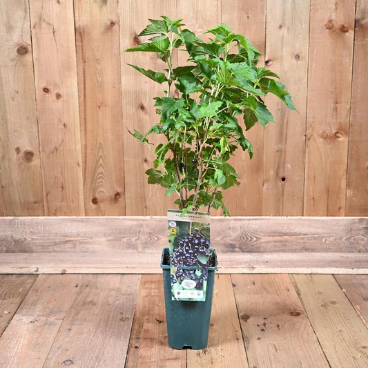Blackcurrant 'Ben Sarek' - Hardy Large Ribes ready to fruit in Summer 3ltr pot