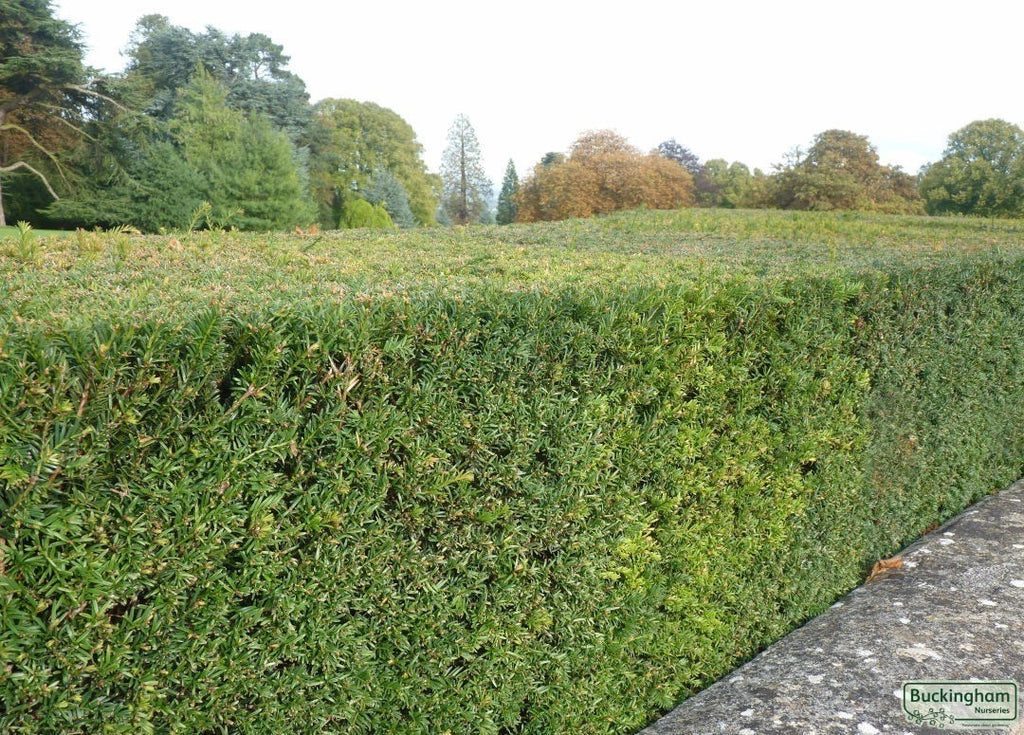 2x Taxus Baccata Yew Hedge Plants 9cm Pots Evergreen Garden