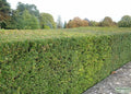 2x Taxus Baccata Yew Hedge Plants 9cm Pots Evergreen Garden