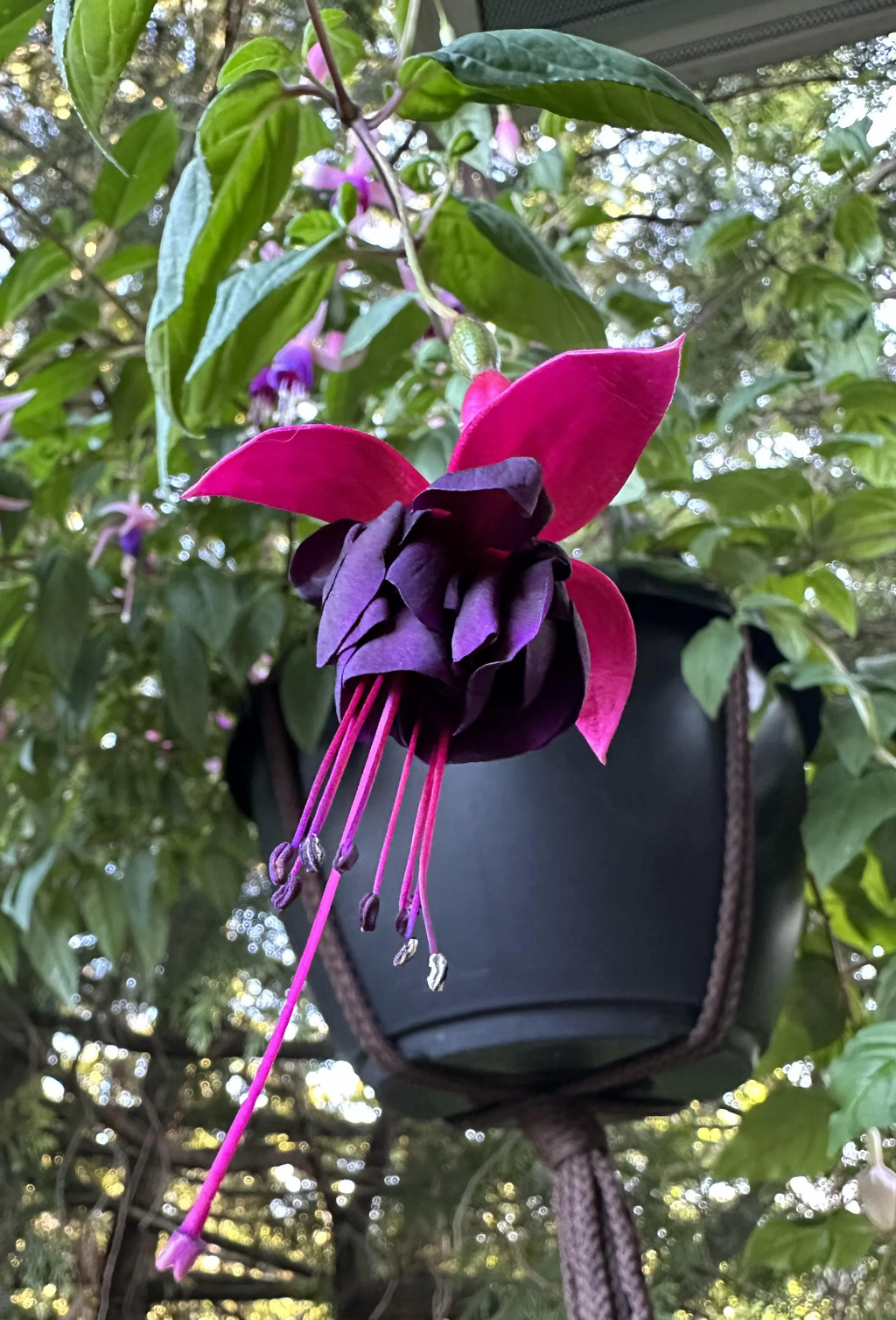 2x Fuchsia Millennium Plants Giant Flowering 9cm Pots Hardy