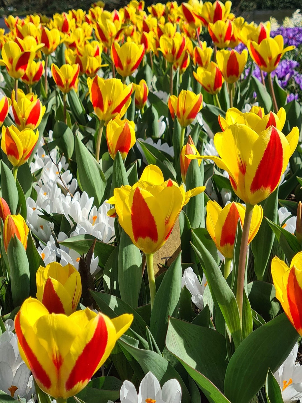 15x Dwarf Tulip Stresa 10/11cm Bulbs Autumn Planting Pre-Order