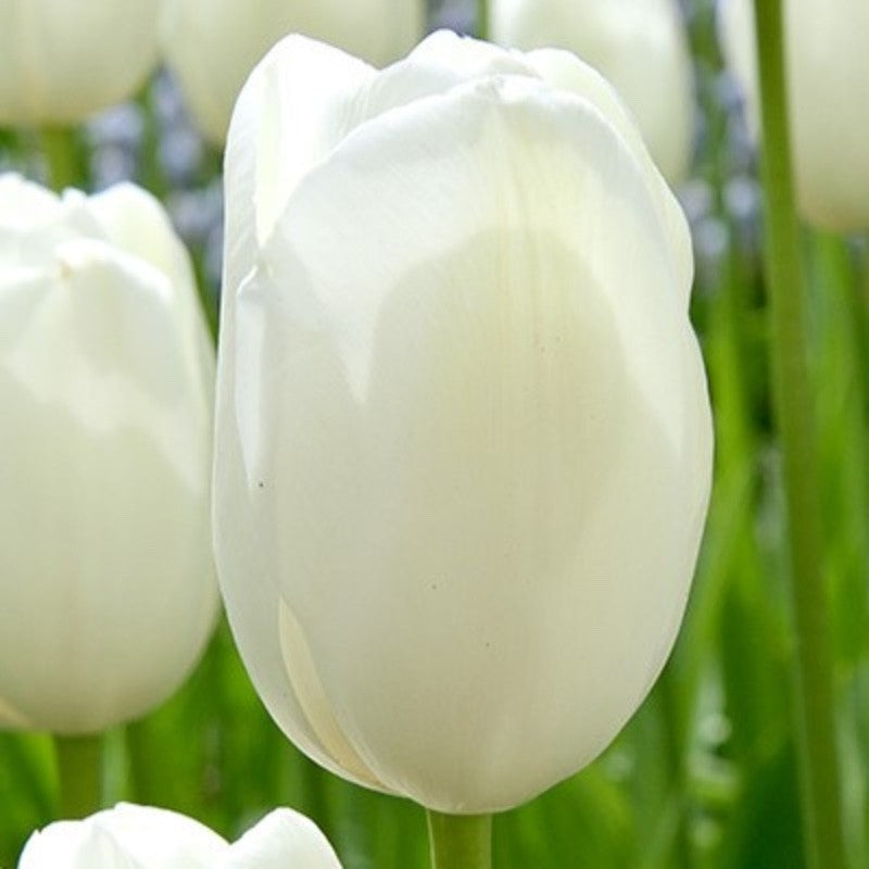 10x Tulip Hakuun Bulbs 10/11cm Large White Spring Flowering Garden Tulips