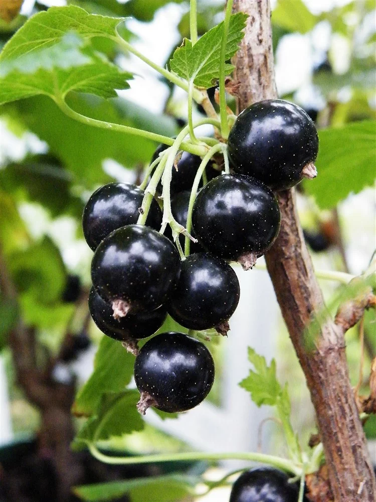 Blackcurrant 'Ben Connan' - Hardy Large Ribes ready to fruit in Summer 3ltr pot