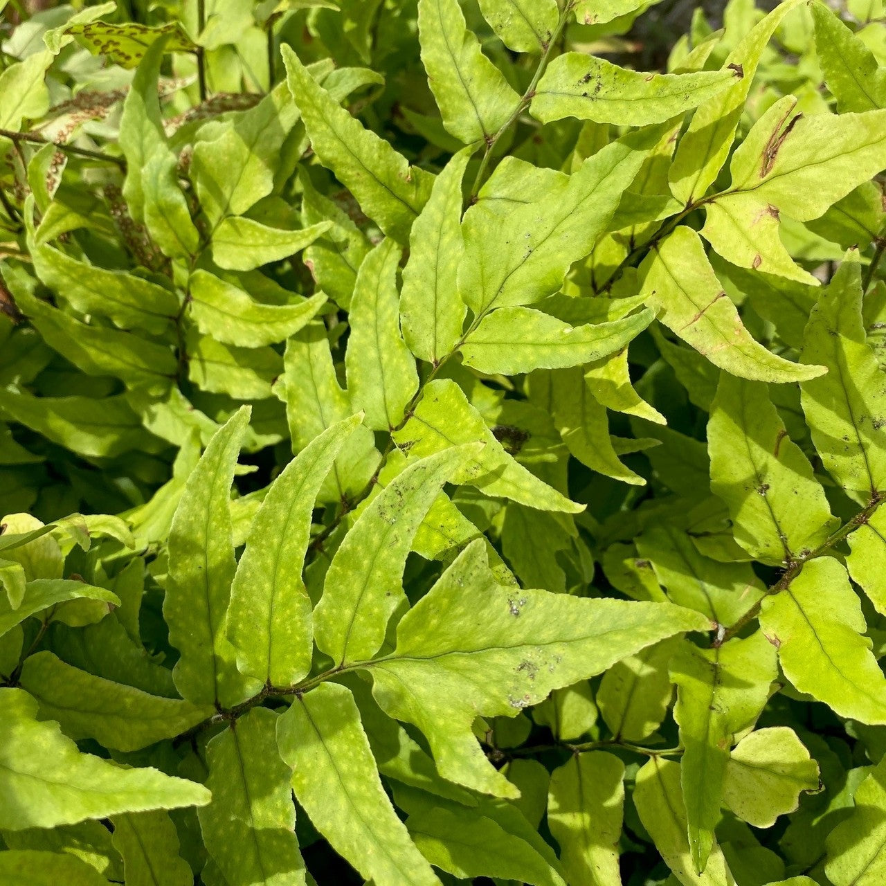 Cyrtomium Fortunei - Fortune Fern Hardy Outdoor Jungle Plant In 2ltr pot