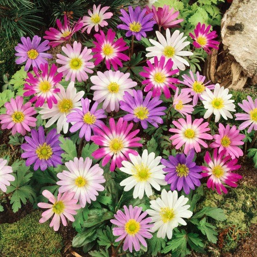 2 x Anemone Blanda Mix - Grecian Windflower Hardy Perennial in 9cm pots