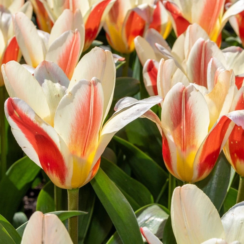 15x Dwarf Tulip Hearts Delight 10/11cm Bulbs Autumn Planting Pre-Order