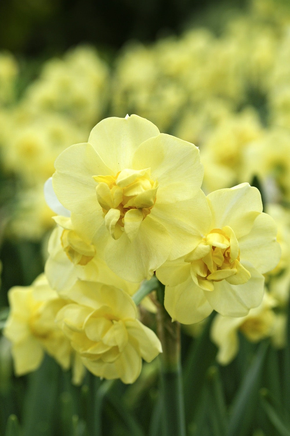 15x Daffodil Yellow Cheerfulness Bulbs Double Scented Spring Narcissus