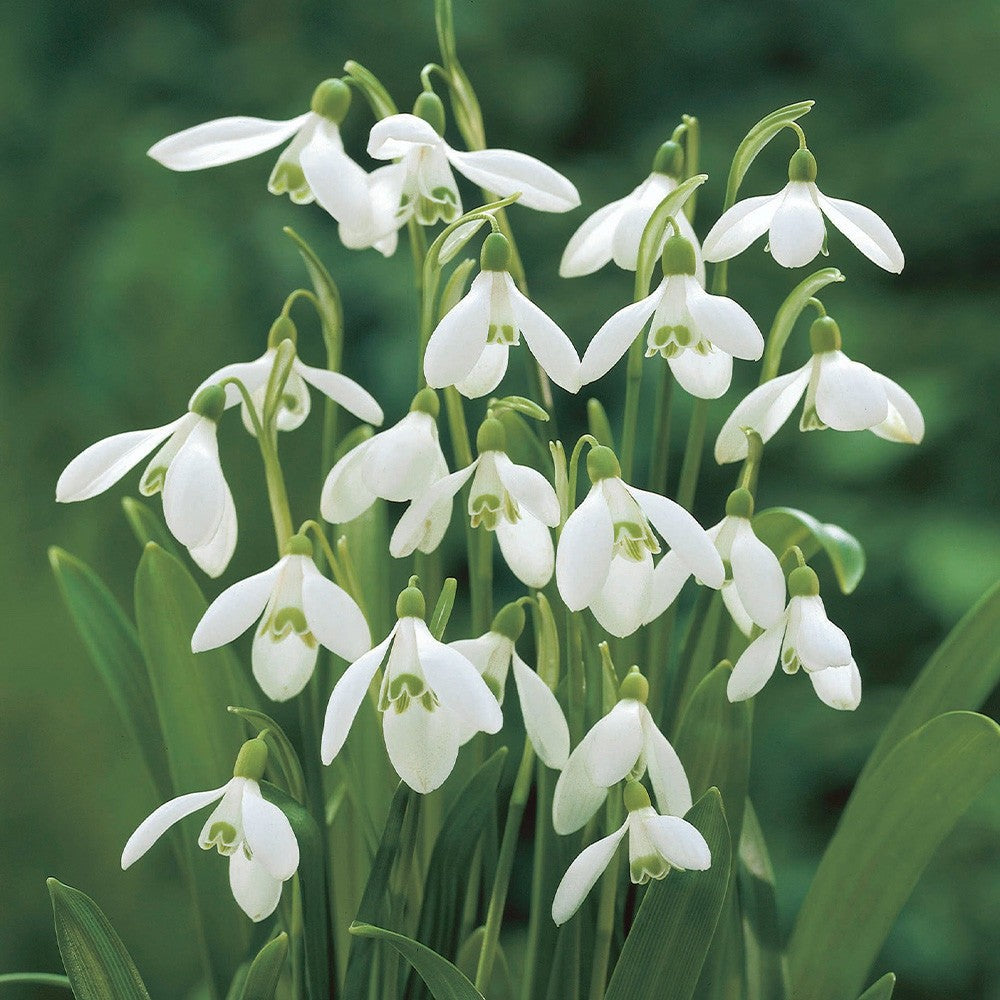 15x Snowdrop Woronowii Bulbs 7+cm White Early Spring Flowering Snowdrops