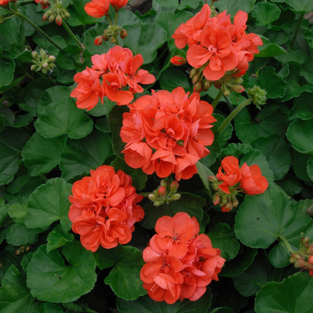 2x Geranium Sylvia Orange Plants 10.5cm Pots Summer Bedding Flowers