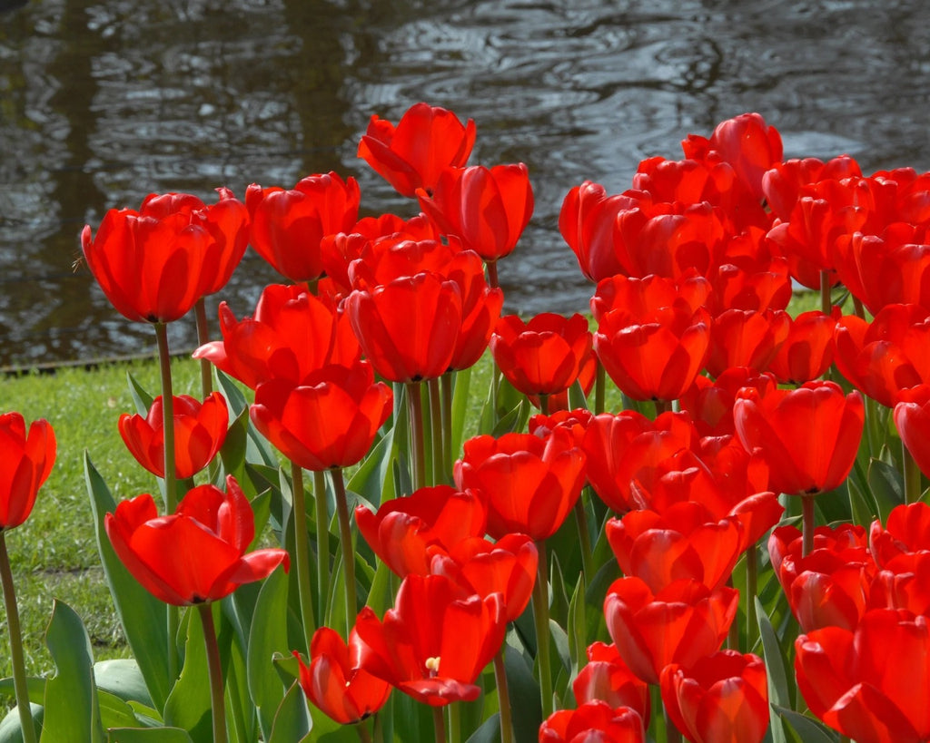 15x Tulip Red Impression Bulbs Large Red Spring Flowering Autumn Planting