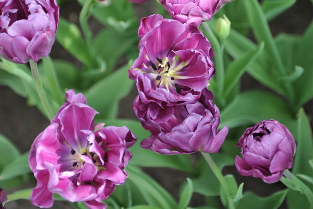 10x Tulip Alicante Bulbs 10/11cm Double Red Peony Spring Flowering Tulips