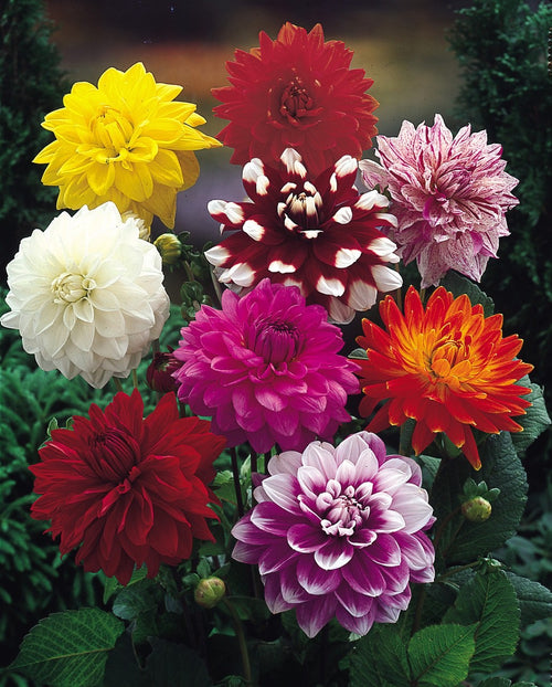 12 x Dahlia Decorative Mixed Bulbs - Perfect for adding colour to your garden