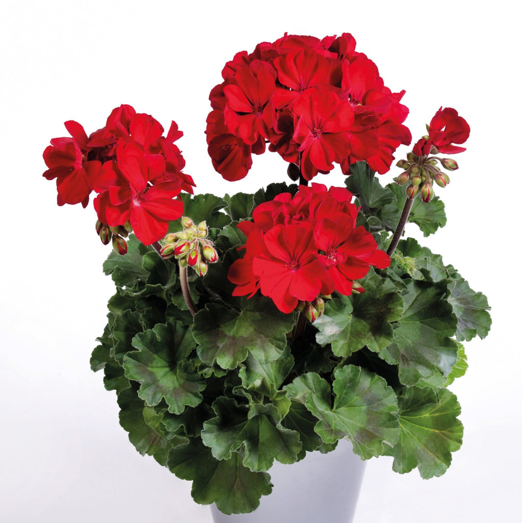 2 x Trailing Geranium PAC 'Ruby' - Ivy Leaf Summer Bedding Plants 10.5cm Pots