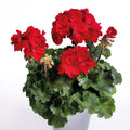 2 x Trailing Geranium PAC 'Ruby' - Ivy Leaf Summer Bedding Plants 10.5cm Pots