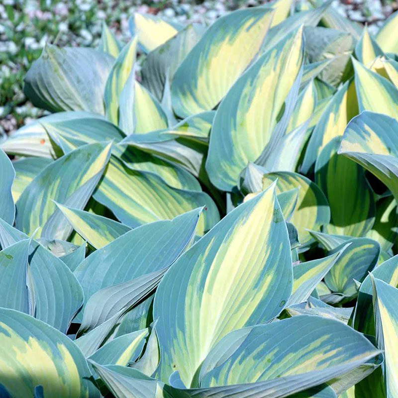 Hosta June - Plantain Lily garden perennial plant in 1.5 Litre pot
