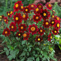 2x Dahlia Mignon Dark Purple 1.5L Pot Bee Friendly Garden Plant