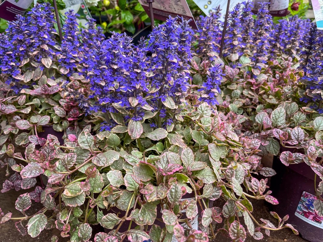 2x Ajuga Burgundy Glow Plants 9cm Pots Hardy Evergreen Ground Cover Perennial