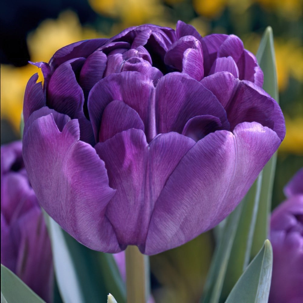 10x Double Early Tulip Blue Diamond 10/11cm Bulbs Pre-Order Autumn Planting