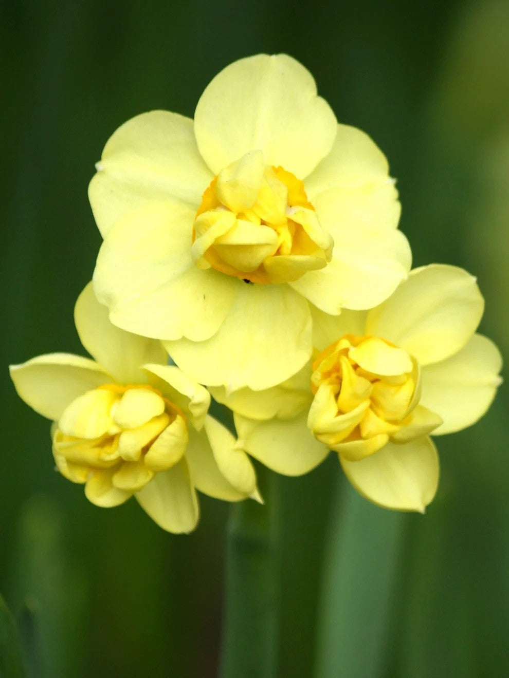 15x Daffodil Yellow Cheerfulness Bulbs Double Scented Spring Narcissus