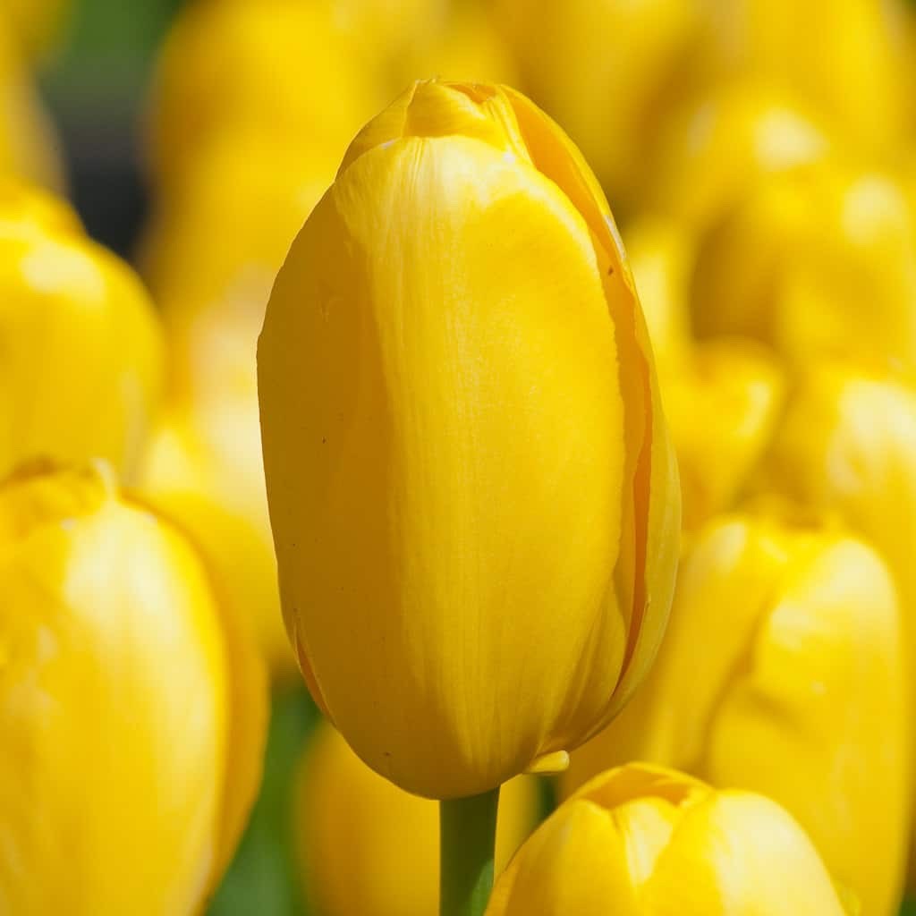 10x Tulip Roi Du Midi Yellow Bulbs 10/11cm Bright Spring Flowering Tulips