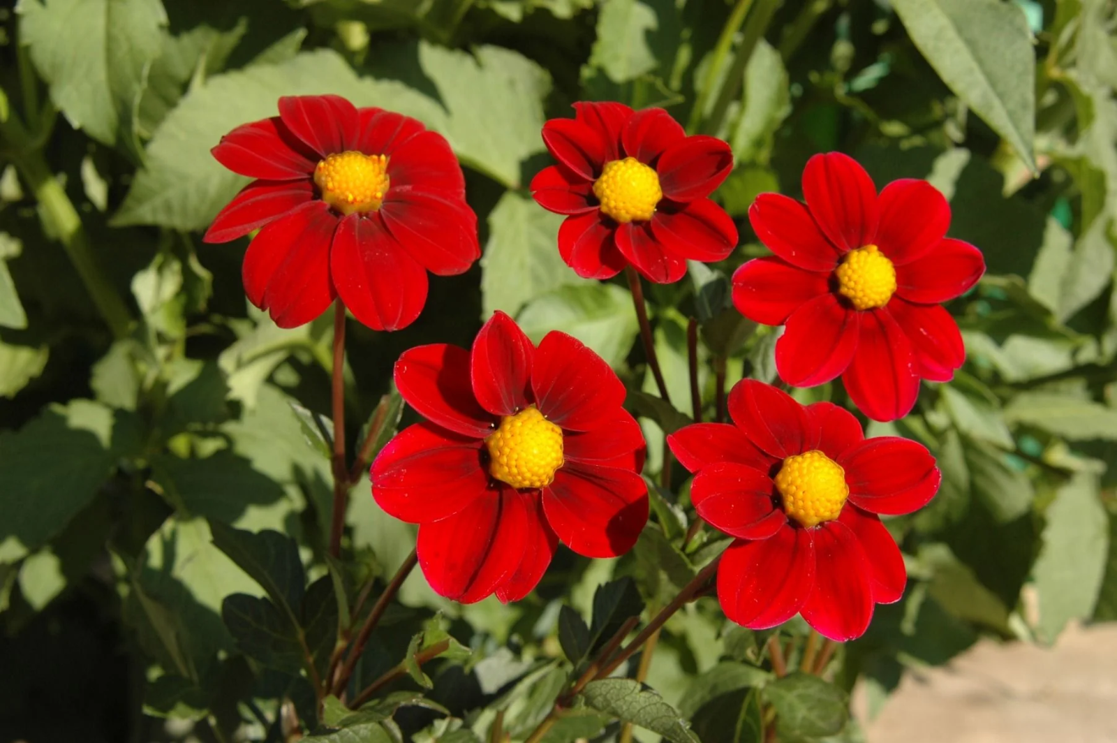 2x Dahlia Mignon Red 1.5L Pot Bee Friendly Garden Plant