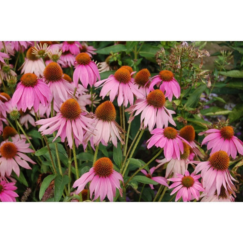 8 x Echinacea Purpurea  Bulbs - Pink Coneflower Loved by Pollinators