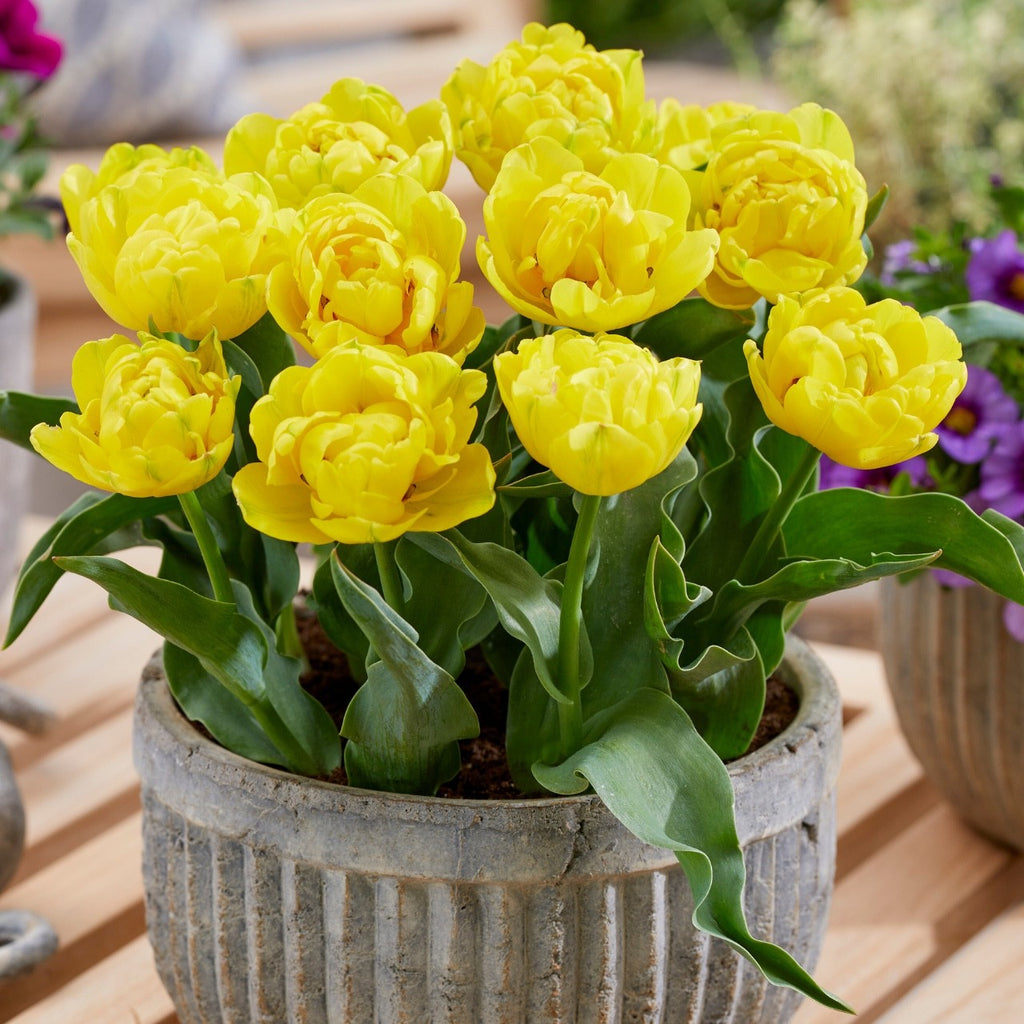 10x Double Early Tulip Yellow Baby 10/11cm Bulbs Pre-Order Autumn Planting