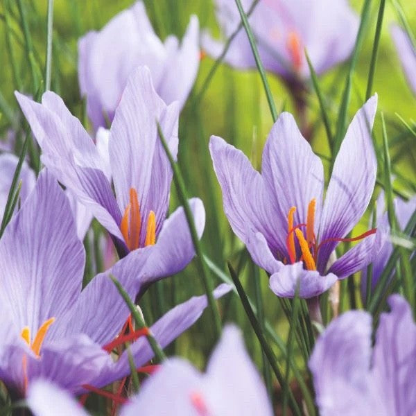 15x Crocus Sativus Bulbs 10cm+ Autumn Flowering Saffron Crocus Bulbs