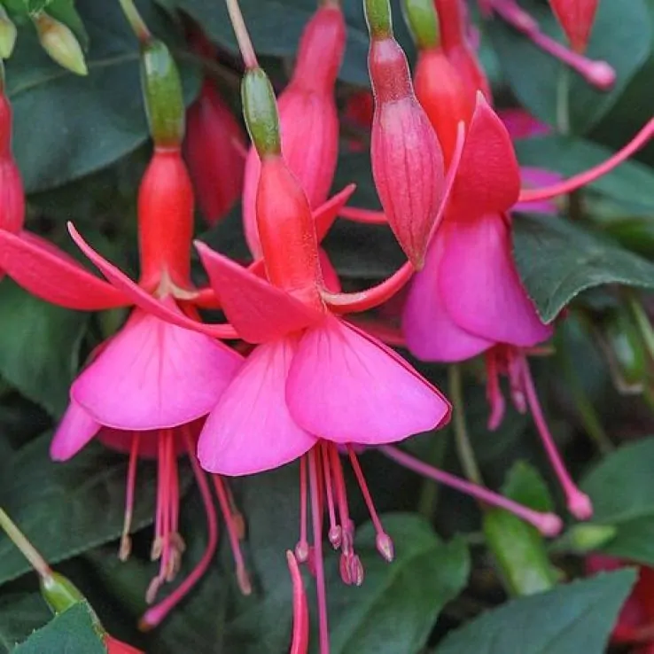 2 x Fuchsia 'Display' - Vibrant Two-tone Pink Hardy Perennial in 10.5cm pot