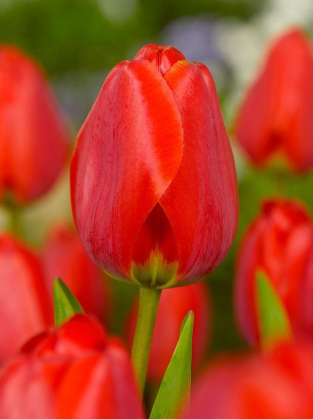 10x Tulip Apeldoorn Bulbs 10/11cm Large Red Spring Flowering Garden Tulips