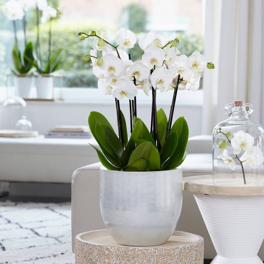 2 x Mini Phalaenopsis White Orchid Twin Stem 6cm Pot Indoor Plant