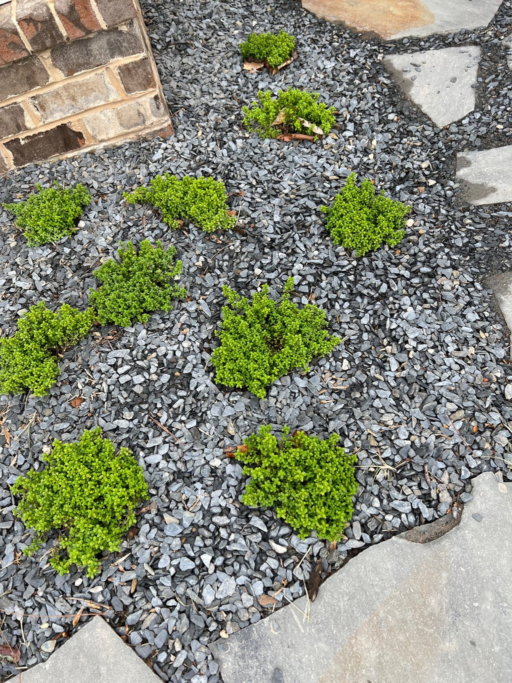 2x Thyme Archers Gold Plants 9cm Pots Golden Aromatic Hardy Herb