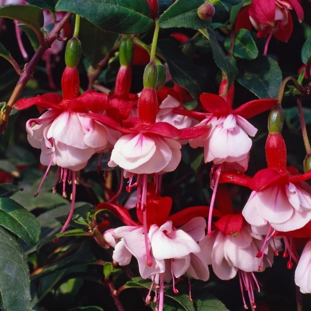 2 x Fuchsia 'Snowcap' - Striking Scarlet and White Hardy Perennial in 10.5cm pot