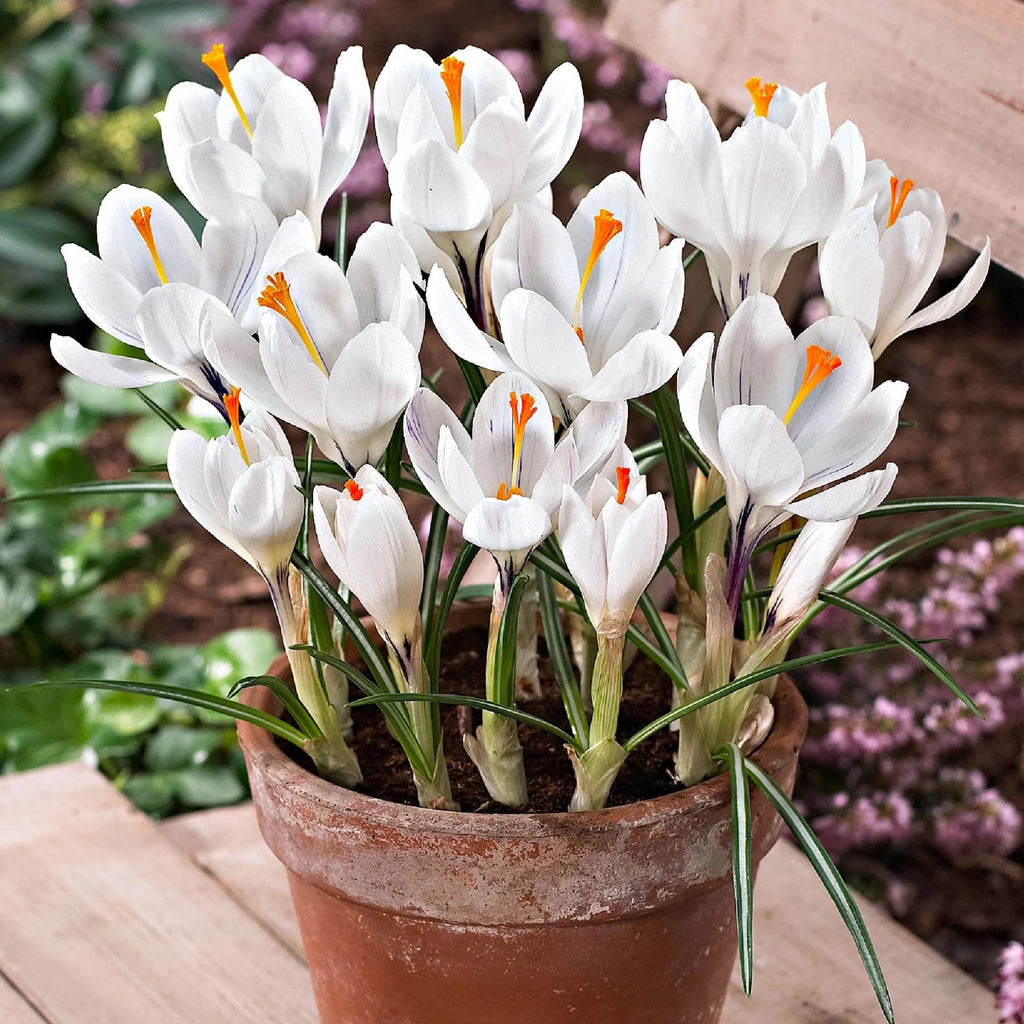 15x Crocus Jeanne D'Arc Bulbs 8/9cm White Spring Flowering Garden Bulbs