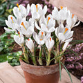 15x Crocus Jeanne D'Arc Bulbs 8/9cm White Spring Flowering Garden Bulbs