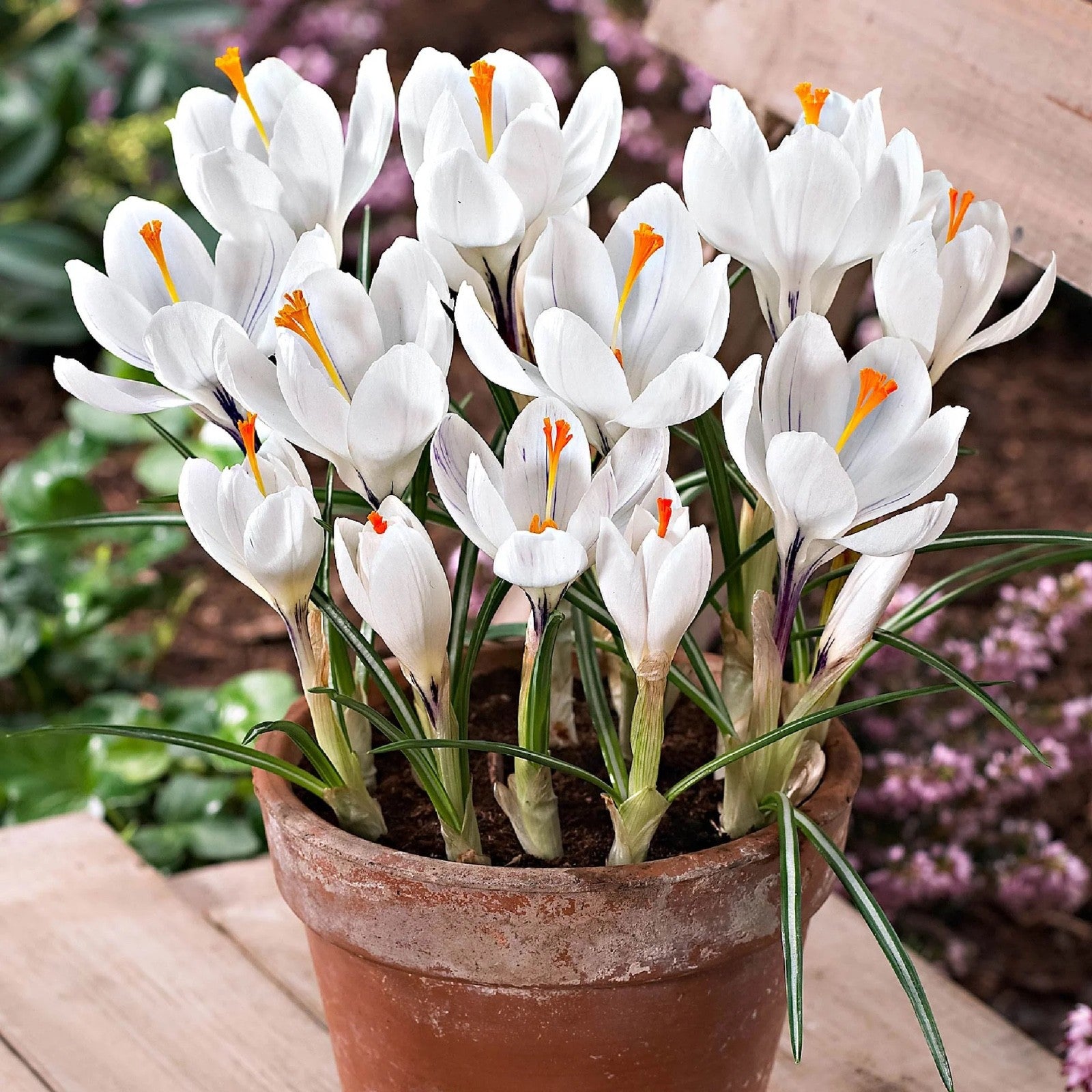 15x Crocus Jeanne D'Arc Bulbs 8/9cm White Spring Flowering Garden Bulbs