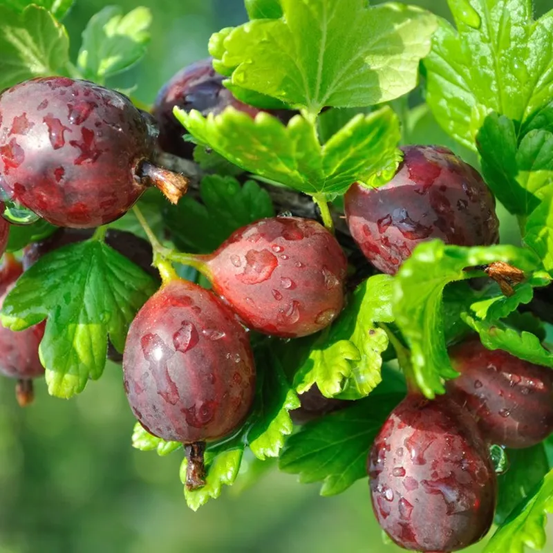 Gooseberry 'Hinnonmaki Red' - Large Ribes ready to fruit in Summer 3ltr pot