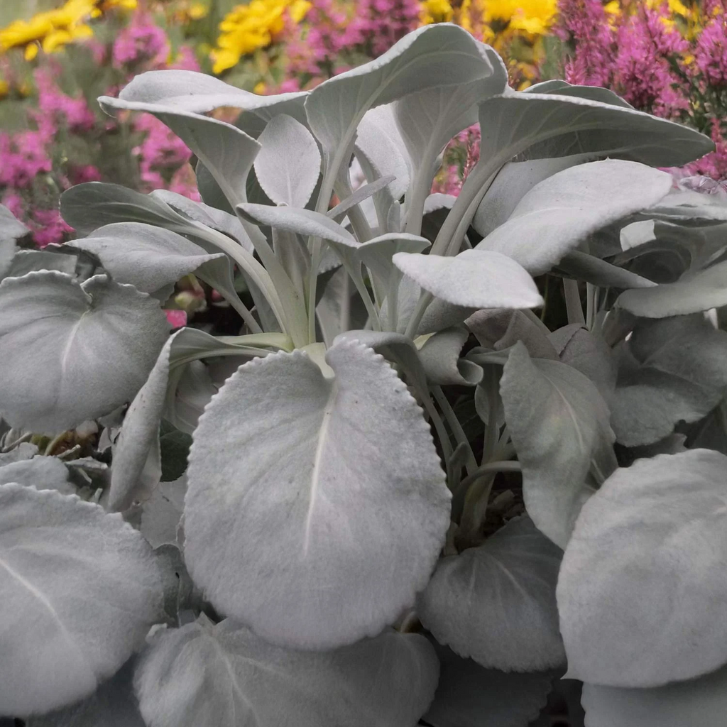2x Senecio Angel Wings Plants 9cm Pots Silver Foliage Hardy Garden