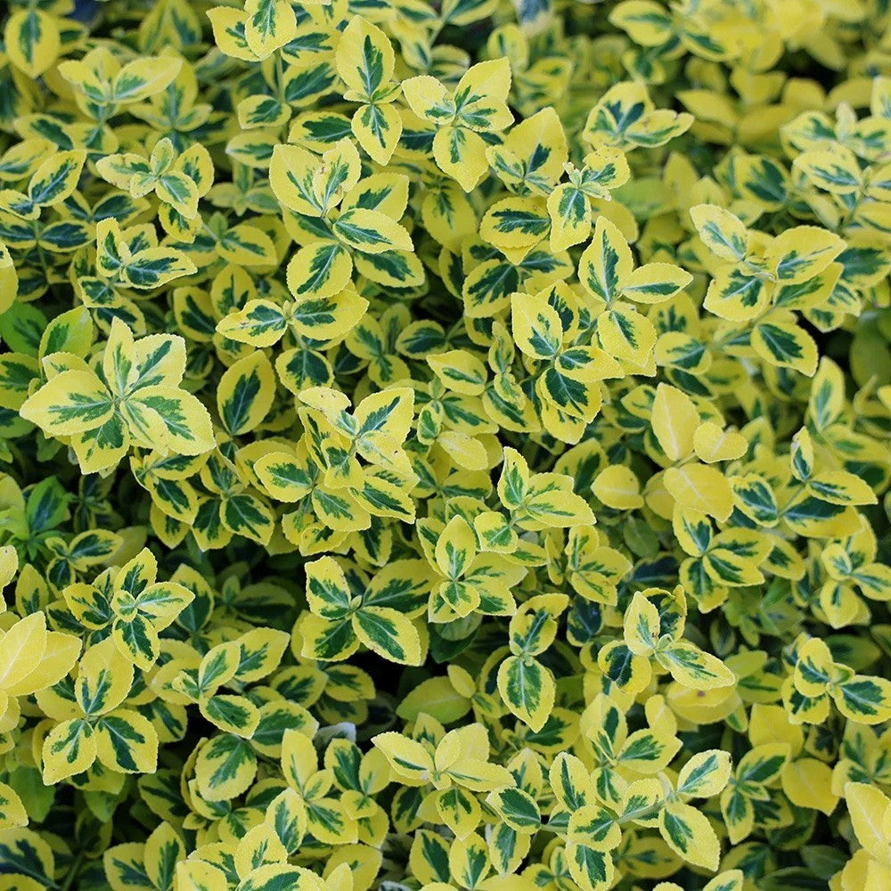 2x Euonymus Emerald n Gold Plants Evergreen Shrub Garden Spindle