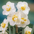 15x Daffodil Cheerfulness Bulbs Double White Fragrant Spring Narcissus