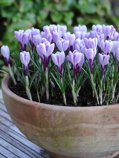 15x Crocus Pickwick Bulbs 8/9cm Striped Spring Flowering Garden Bulbs