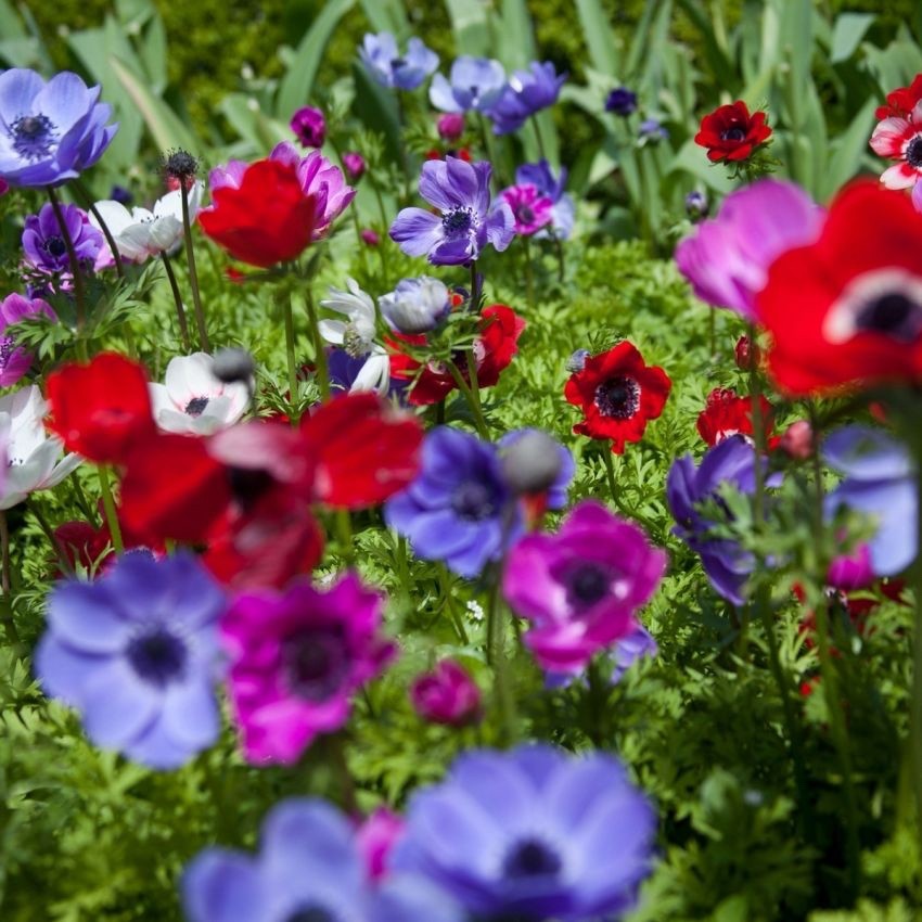 20 x  Anemone De Caen Mixed Bulbs - A colourful display for your garden